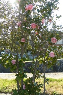 f:id:cangael:20170402151027j:image:right