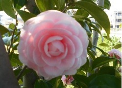 f:id:cangael:20170402151119j:image:right