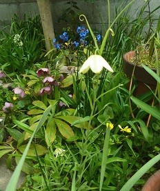 f:id:cangael:20170406071659j:image