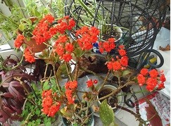 f:id:cangael:20170407130004j:image:left