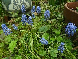 f:id:cangael:20170409100951j:image
