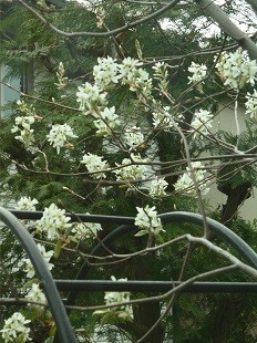 f:id:cangael:20170410131718j:image