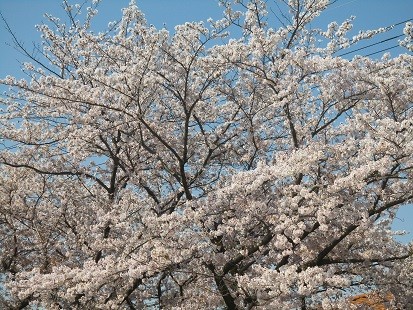 f:id:cangael:20170413090216j:image