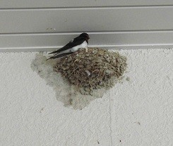 f:id:cangael:20170413125550j:image:left