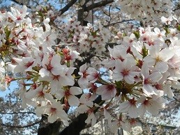 f:id:cangael:20170413133932j:image:left