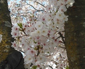 f:id:cangael:20170413134326j:image:right