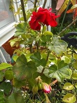 f:id:cangael:20170416073002j:image:right