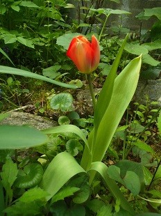 f:id:cangael:20170417082639j:image