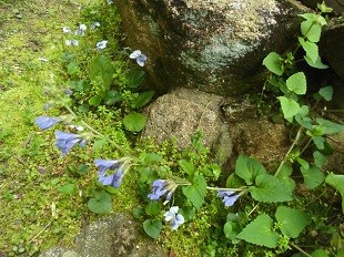 f:id:cangael:20170417082756j:image