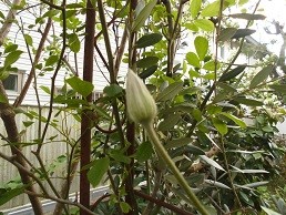 f:id:cangael:20170419155400j:image:right