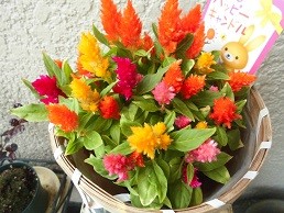 f:id:cangael:20170420143803j:image:right