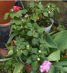 f:id:cangael:20170420143901j:image:left