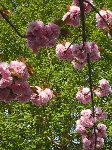 f:id:cangael:20170422150715j:image f:id:cangael:20170422150715j:image