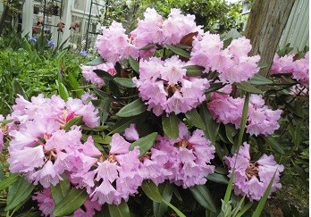 f:id:cangael:20170506060542j:image:left