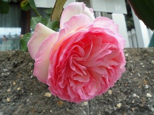 f:id:cangael:20170507104257j:image:left