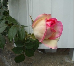 f:id:cangael:20170507104311j:image:right