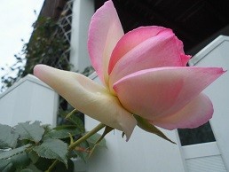 f:id:cangael:20170507104320j:image:left