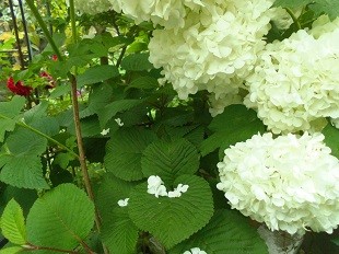 f:id:cangael:20170509113537j:image