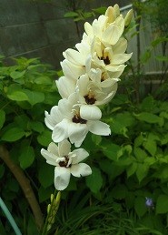 f:id:cangael:20170509113931j:image:right