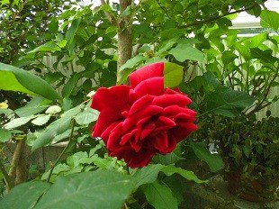 f:id:cangael:20170509114119j:image