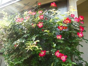 f:id:cangael:20170512074519j:image:left