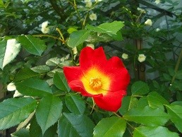 f:id:cangael:20170512074534j:image