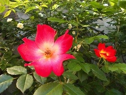 f:id:cangael:20170512074546j:image