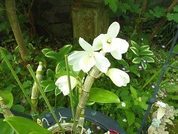 f:id:cangael:20170514071901j:image:right