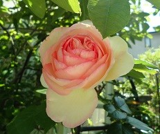 f:id:cangael:20170515093138j:image:right f:id:cangael:20170515093138j:image:right