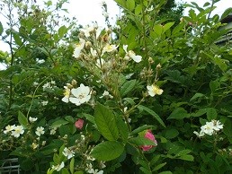 f:id:cangael:20170515141732j:image:right