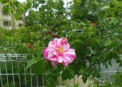 f:id:cangael:20170515141747j:image:right