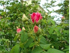 f:id:cangael:20170515141814j:image:right