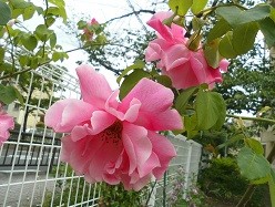 f:id:cangael:20170515141825j:image:right