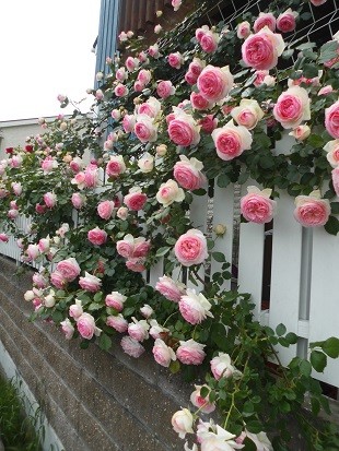 f:id:cangael:20170515142256j:image