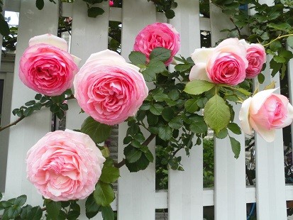 f:id:cangael:20170515142316j:image