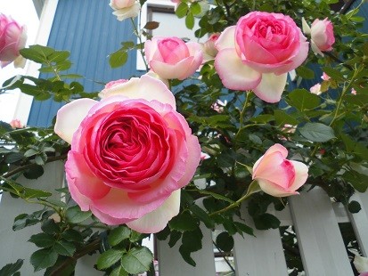 f:id:cangael:20170515142321j:image:left