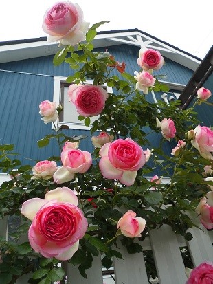 f:id:cangael:20170515142328j:image