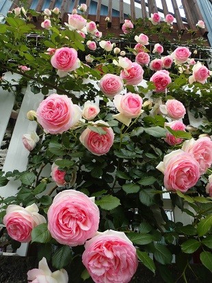 f:id:cangael:20170515142412j:image:right