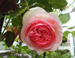 f:id:cangael:20170515171539j:image:left