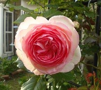 f:id:cangael:20170515171704j:image:right