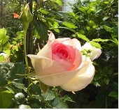 f:id:cangael:20170517072519j:image:left