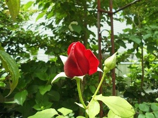 f:id:cangael:20170521104106j:image:left f:id:cangael:20170521104106j:image:left