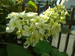 f:id:cangael:20170529163303j:image
