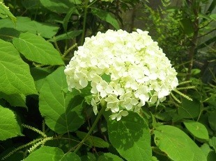 f:id:cangael:20170531125201j:image