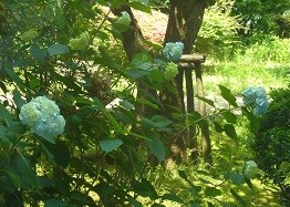 f:id:cangael:20170601123242j:image:left