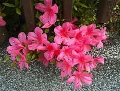 f:id:cangael:20170601145723j:image:right f:id:cangael:20170601145723j:image:right