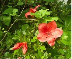 f:id:cangael:20170601145825j:image:right f:id:cangael:20170601145825j:image:right