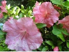 f:id:cangael:20170603100520j:image:right f:id:cangael:20170603100520j:image:right