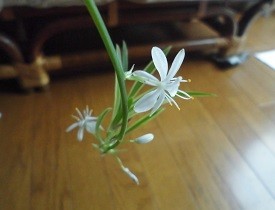 f:id:cangael:20170603161125j:image