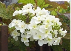 f:id:cangael:20170606175948j:image:right f:id:cangael:20170606175948j:image:right